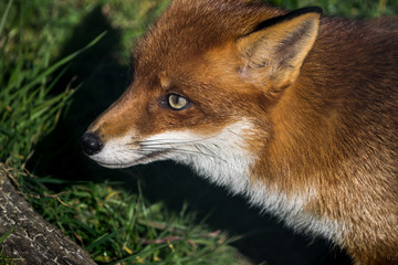 Red Fox (Vulpes vulpes)
