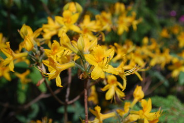 Rhododendron plant blossom, yellow flowers. Springtime.