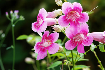 Beautiful colourful flower in garden with the warm sunlight