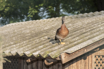 Brown duck