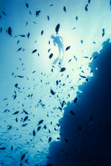 Fototapeta na wymiar Freediver swim in the sea
