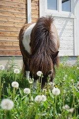 Pony