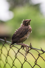 Bird in garden