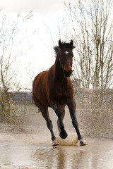 Pferd galoppiert durch Wasser
