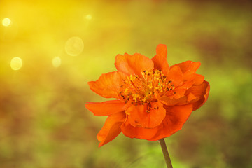 Orange avens on a natural bokeh background