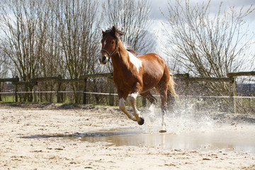 Schecke galoppiert durch Wasser