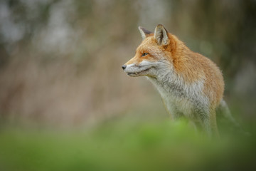 Red fox isolated