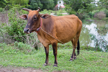 Obraz premium Brown cow on grass field