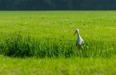 Obraz premium European stork hunting in a field in The Hague, the Nethrlands