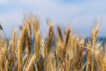 Ears on the background of the sea