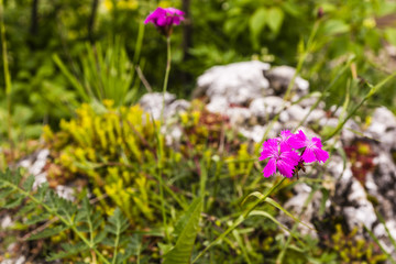 Dianthus carthusianorum (Carthusian Pink).