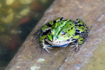 Frog