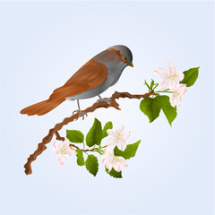 Sparrow bird on a branch of an apple tree  wildlife bird vector illustration