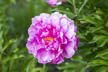 Peony closeup