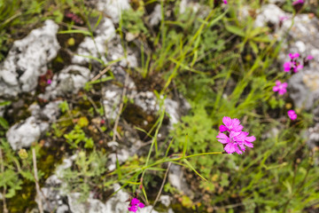 Blooming pink flowers plants.