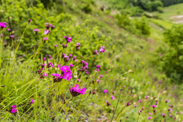 Obraz premium Slope of flowering carnations.