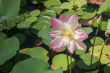lotus flower