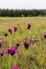 Glade with pink flowers.