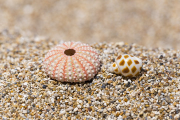 summer background, urchins shells, on the beach, sand