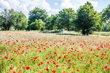 Mohn