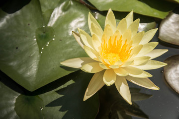 lotus flower