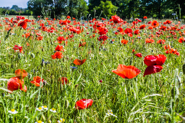 Mohn