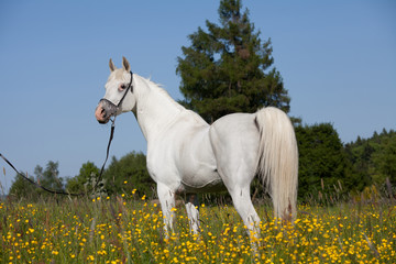 Obraz na płótnie Canvas Nice arabian stallion posing