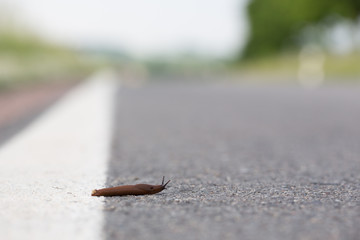 Schnecke überquert Straße