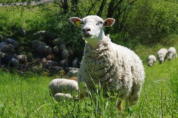 Fototapeta premium moutons dans la prairie