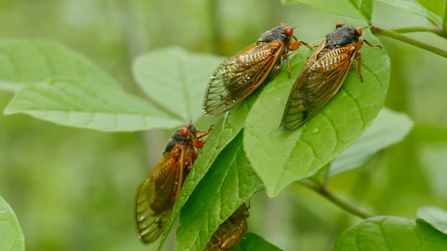 4K Brood V 17-year periodical cicadas (Magicicada cassinii)