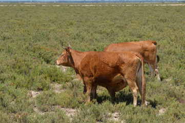 vacas en la marisma