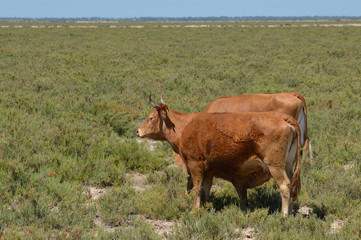 vacas en la marisma