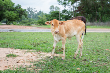 Baby cow on the grass