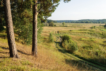Pine trees on the hill