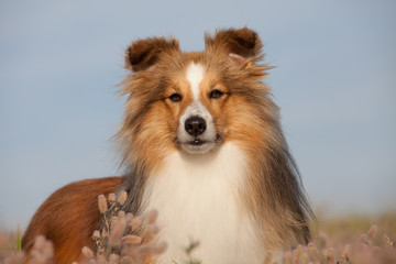 Nice sheltie posing on meadow