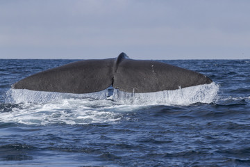 sperm whale tail before diving into the water on a sunny day