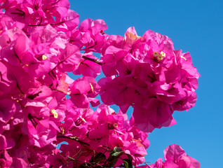 Bougainvillea in Marbella