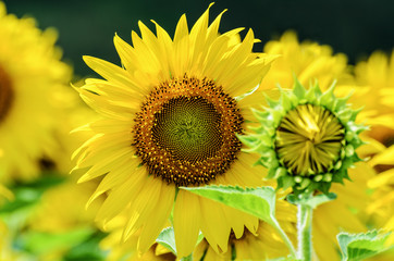 Obraz premium Many yellow flower of the Sunflower or Helianthus Annuus blooming in the farm, Thailand