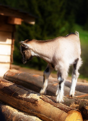 Young kid goat on wood in land.