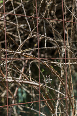 thorny plants growing near fence