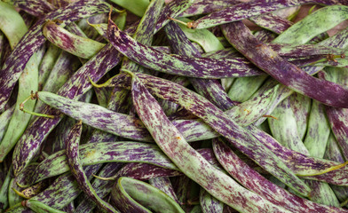 Green beans for lobio, selective focus