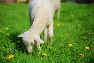 Little lambs grazing on a beautiful green meadow with dandelion.