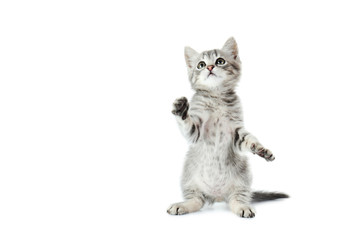 Fototapeta premium Piękny kot odizolowywający na białym tle