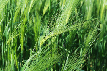Green wheat field, outdoors