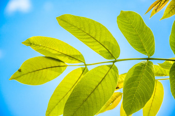 Fototapeta na wymiar Textured walnut leaf against blue sky