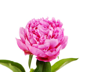 Pink peony flowers isolated on a white