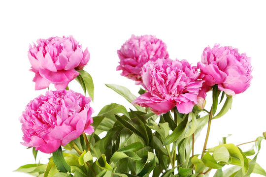 Bouquet of pink peony flowers isolated on a white