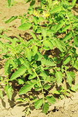 Green tomatoes in the garden