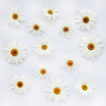 chamomile background/ flat random lay of flowers daisies top view 