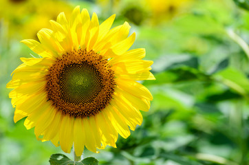 Many yellow flower of the Sunflower or Helianthus Annuus blooming in the farm, Thailand